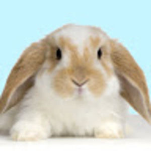 Meet your Posher, Irene